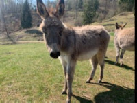 Osel - pet letni plemenski dalmatinske pasme prodam ali menjam