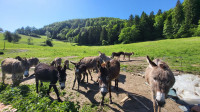 Osli, oslice in oslički različne starosti in velikosti