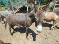Oslici
