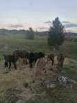 Prodam oslice