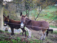 PRODAM OSLICO Z SAMIČKO