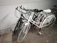 Rog Holland belo ali črno