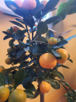 DREVO MANDARINOVEC - MANDARINA