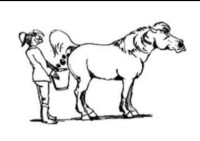 Konjske fige, sveže izpod konjička oz. iz travnika + dostava možna