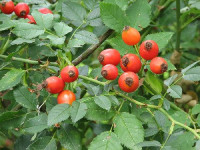 Sadike ROSA CANINA  / 50 kos