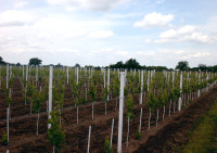 Plastični stebri za vinograde ograje