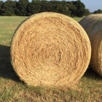 Vrtna zastirka (seno) – 10–15 m² / bala