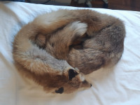 Ovratna lisica