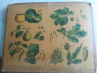 POHIŠTVO, RASTLINE, ORODJE, PTIČI, DREVESA, 1890