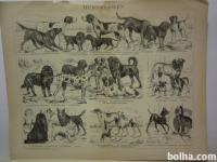 Litografija Hunderassen - pasme psov 1891–1895