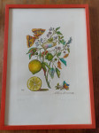 Slika citrus limona