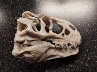 Replika lobanje - Tiranozaver, T-rex