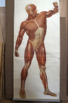 Retro, plakat mišice človeškega telesa