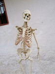Retro vintage šolski skelet