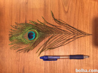 Pavje perje, različne vel.