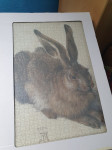 Slika zajca v steklenem okvirju