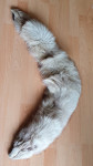 Krzneni ovratnik in krzneno pokrivalo - polarna lisica