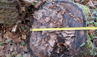 LES - OREH hlod Brežice L= 6,8m / FI= 38 - 22 cm / do 1. veje 2,5m