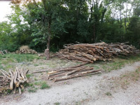 Akacijevi koli
