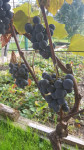 Domače neškropljeno grozdje