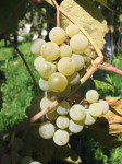 Domače rdeče in belo vino JURKA, ŠMARNICA