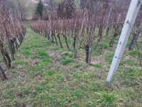Prodam betonske stebre- vinograd,nasad- močnejša izvedba, INOX žica...