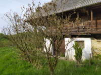 oddam ali prodam vinsko sadno klet, zemljišče, okolica Rogaška Slatina