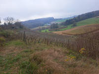 Podarim vinogradniške trse za kurjavo, les vinske trte v Mariboru.
