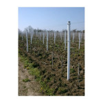 PVC steber 22/1200 za mlade rastline, trse,vinske trte,oljke in cvetje