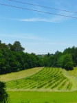 Sibirske borovnice