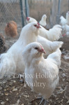 Ameraucana ali angleška araucana