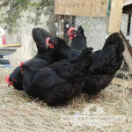 Australorp IŠČEM