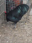 australorp petelin in kokoši