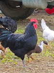 Australorp petelin