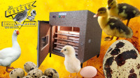 Avtomatski valilnik - inkubator za inkubacijo do 400 kokošjih jajc