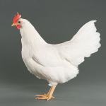 Bele kokoši nesnice - jarkice LEGHORN