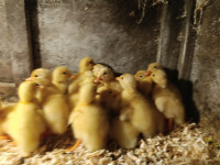 Deželne Čopaste Race v 1.,2.,3.in tednu starosti