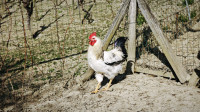 Domači petelini