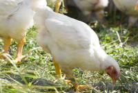 Domači piščanci, brojlerji