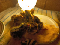 enodnevne Japonske prepelice