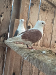 goloba