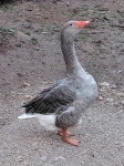GOSAK