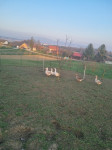 Goske