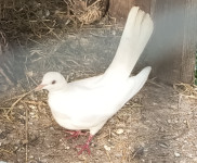 grlici