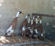 Race Indijske Tekačice mlade