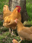 Jajca za inkubacijo / valilna jajca orpington kokoši