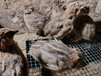 Japonske prepelice samci