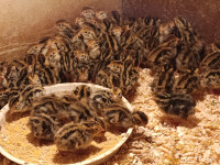 Japonske prepelice v 1 tedenu starosti