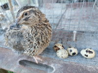 JAPONSKE PREPELICE V JEREBIČASTI BARVI