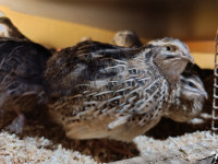 Japonske prepelice na začetku nesnosti